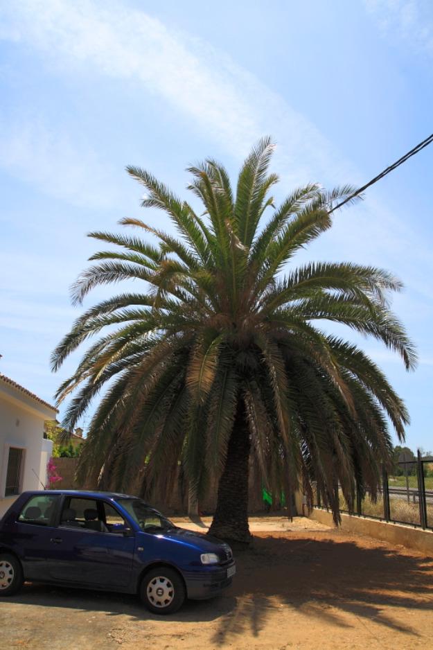 Palmera