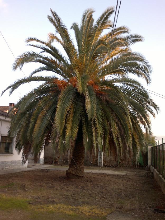 Palmera