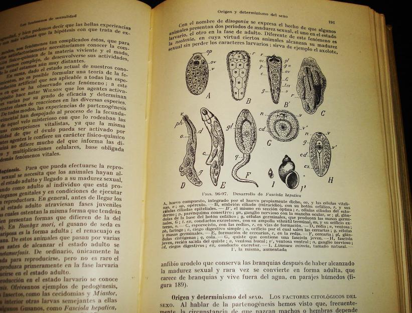 Compendio de Biologia por U. Pierantoni 1936