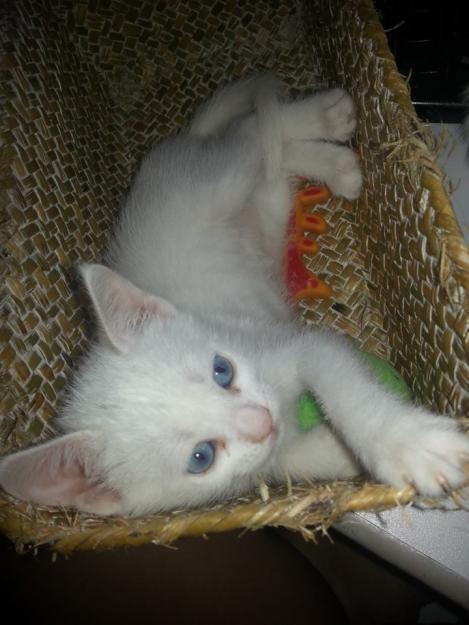 Gatitos angora blancos con ojos azules