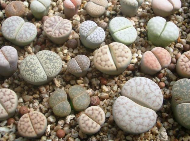 Semillas de lithops o cactus piedra