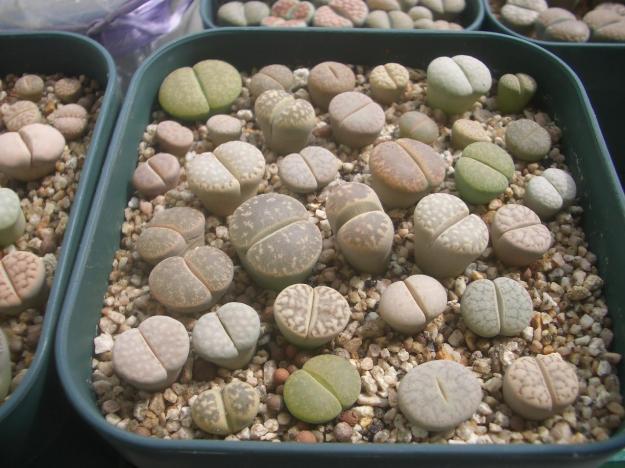 Semillas de lithops o cactus piedra