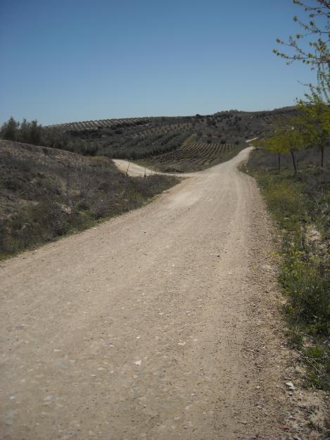 Viña en montilla