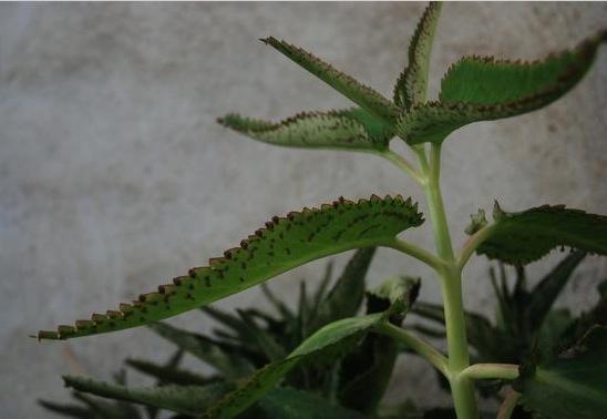 plantas Kalanchoe Daiguemontiana