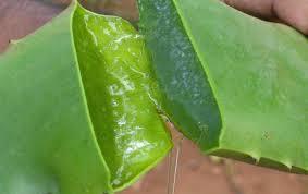 Productos de aloe vera