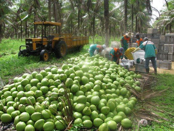 AGUA DE COCO PASTEL SALADO CALDO DE CAÑA DE AZÚCAR DE BRASIL