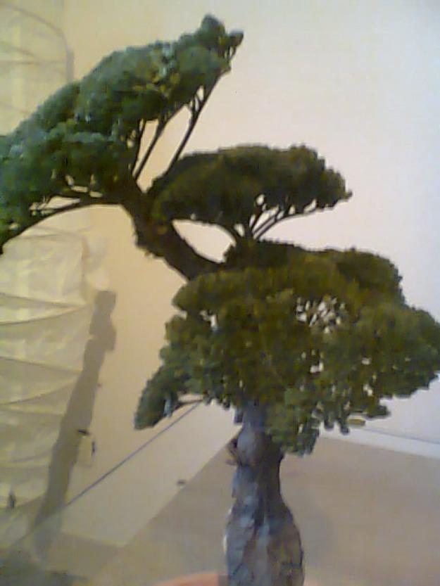 Bonsai Eterno. ¡Ningún cuidado!