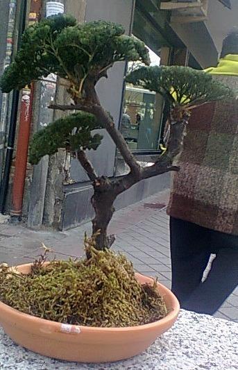 Bonsai Eterno. ¡Ningún cuidado!