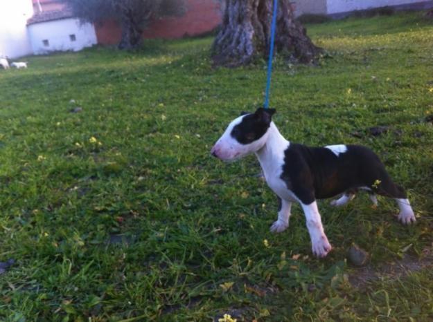 Bull terrier hembra 250 euros