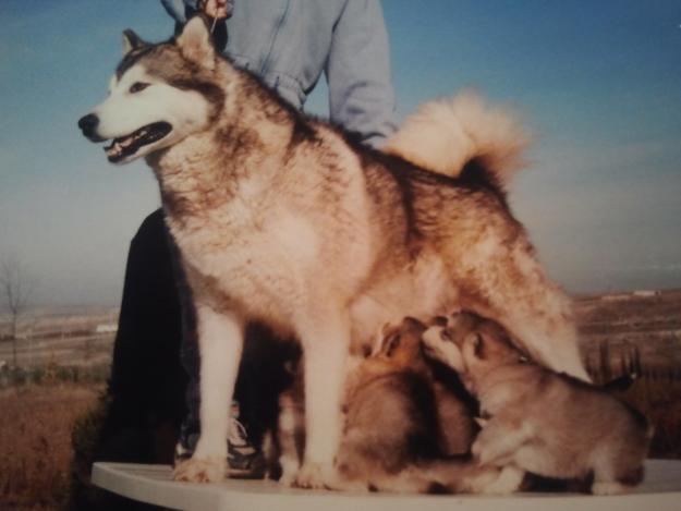 Cachorro Alaskan Malamute 1ª Calidad