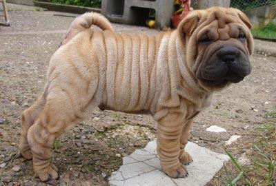 Camada sharpei en oferta 250 euros