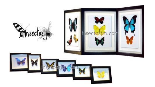 Colección de Mariposas e Insectos