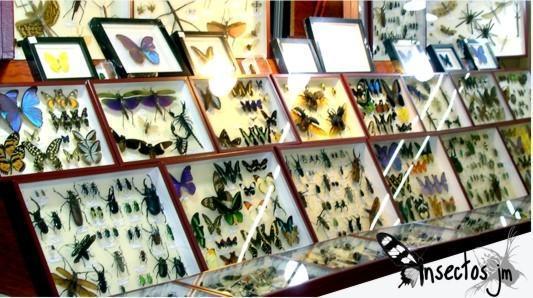 Colección de Mariposas e Insectos