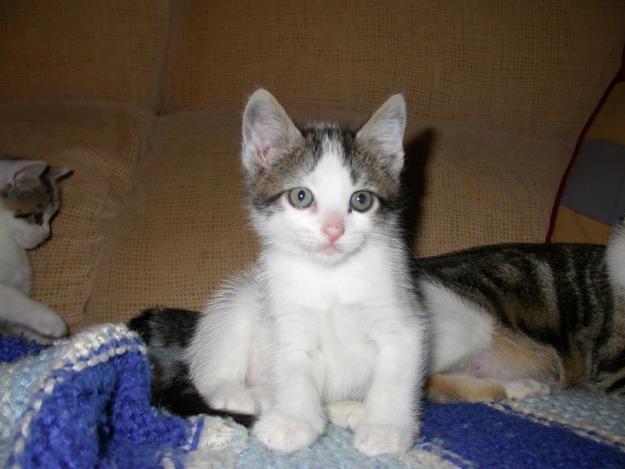 Regalo gatitos de cinco semanas a alguien que los cuide bien