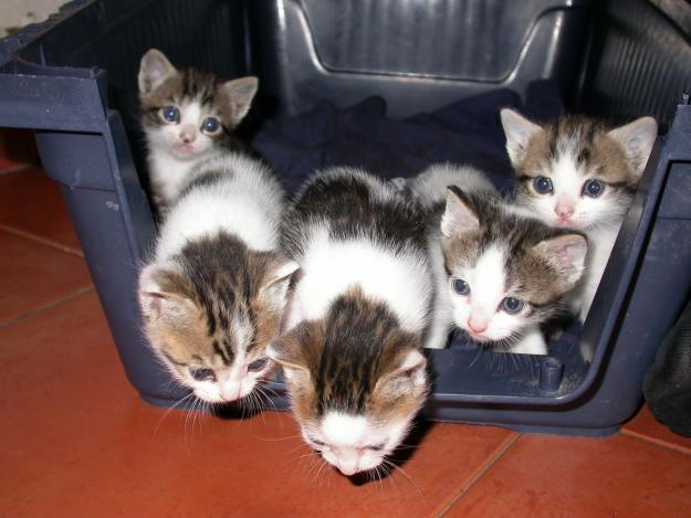 Regalo gatitos de cinco semanas a alguien que los cuide bien