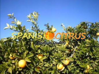 Naranjas Salustiana Mesa / Zumo a domicilio y/o al por mayor. Calidad Premium.