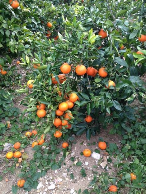 Naranjas 100%naturales directas del árbol