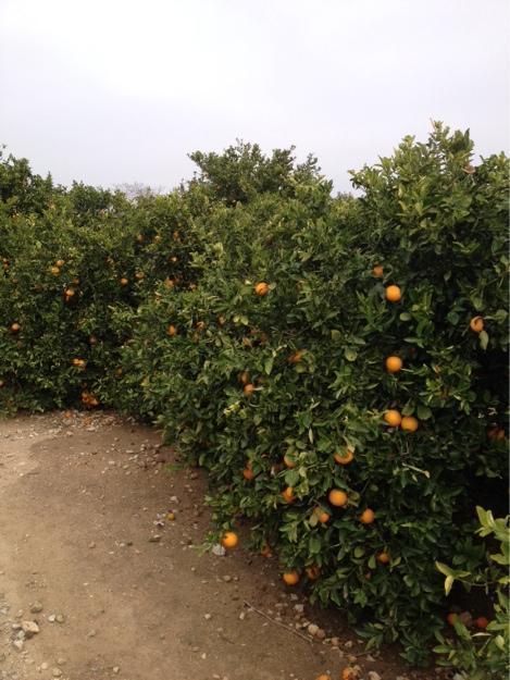 Naranjas económicas directas del árbol