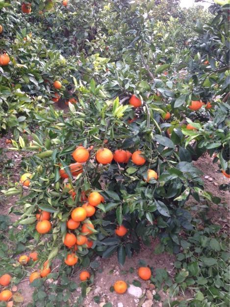 Naranjas y mandarinas de Valencia y económicas