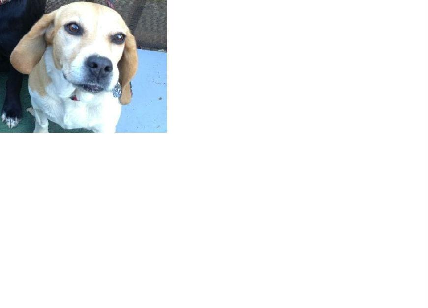 Regalo perrita beagle 8 años