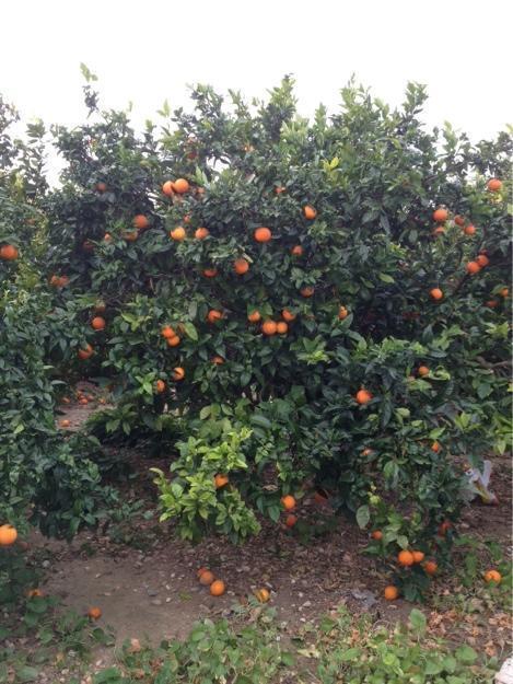 Las mejores naranjas de Valencia