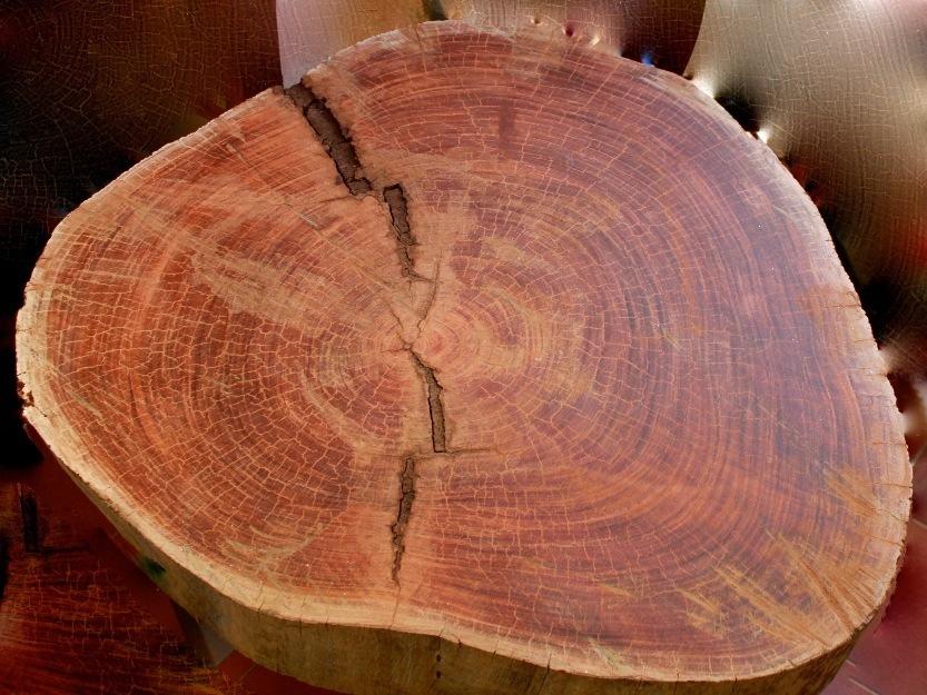 mesa tronco de arbol