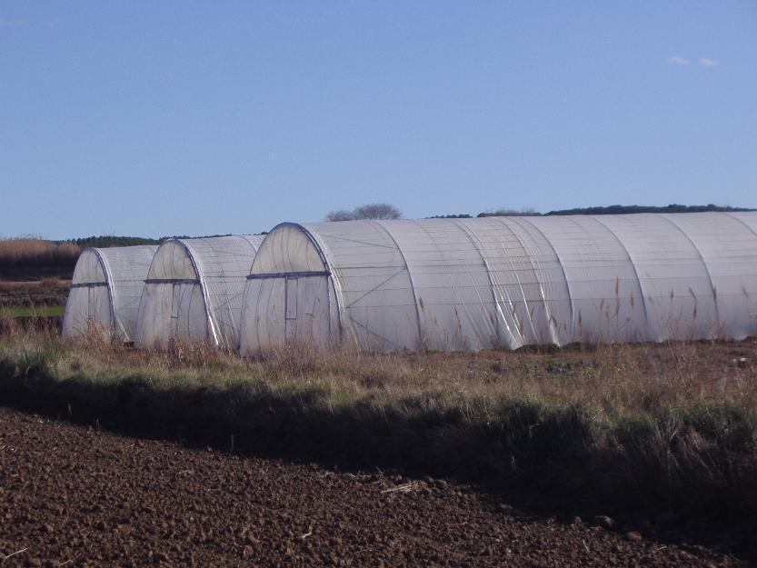 Se venden 6000 m2 de invernadero de tunel.