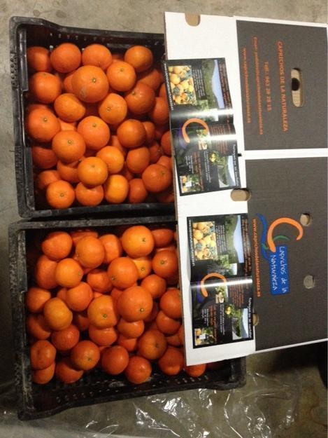 Riquísimas naranjas de Valencia