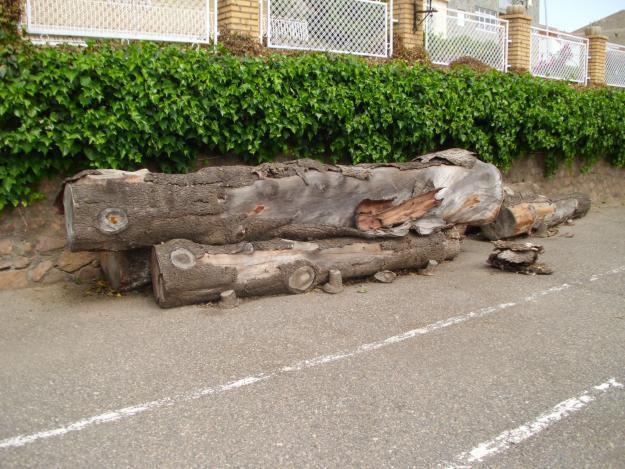 SE VENDE MADERA DE CEDRO PARA LEÑA U OTROS ,  . ALCUDIA DE