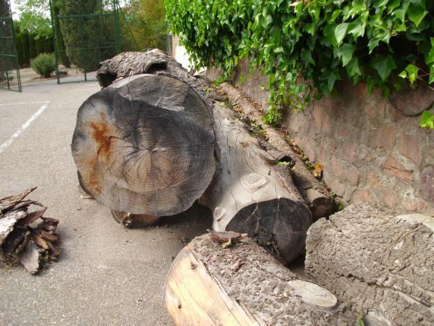 SE VENDE MADERA DE CEDRO PARA LEÑA U OTROS ,  . ALCUDIA DE