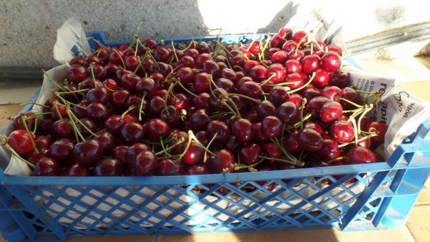 Cerezas rojas muy buen sabor ecologicas