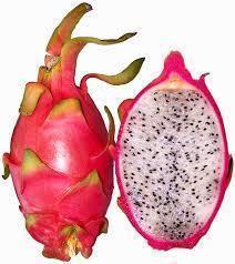 ESQUEJES ENRAIZADOS DE PITAYA, PITAHAYA fruta de dragón Exótica