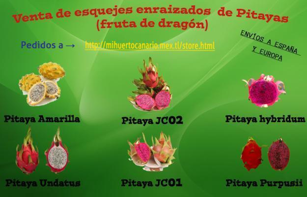 ESQUEJES ENRAIZADOS DE PITAYA, PITAHAYA fruta de dragón Exótica