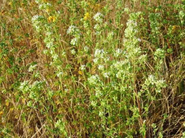 Orégano silvestre en rama cosechado en manojos