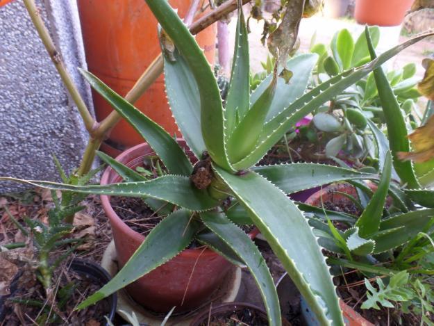 Aloe Veras para Jardin